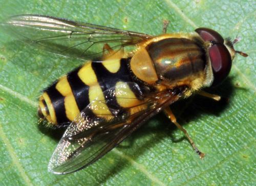 Réf. 326 513 : Syrphus sp.